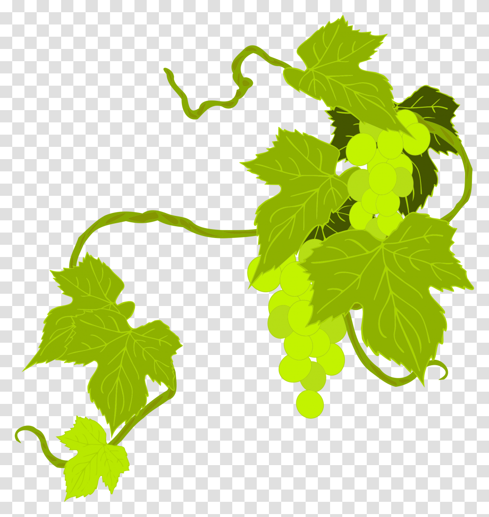 Clipart, Leaf, Plant, Vine, Green Transparent Png