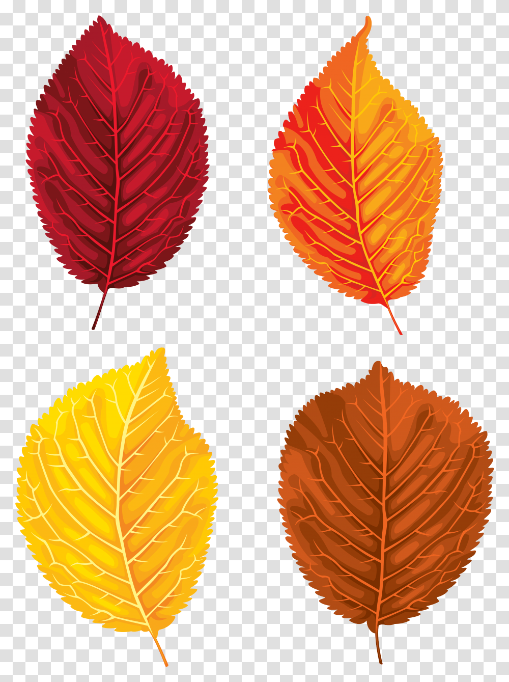 Clipart Leaf Yellow Birch Portable Network Graphics, Plant, Maple Leaf, Veins, Pattern Transparent Png