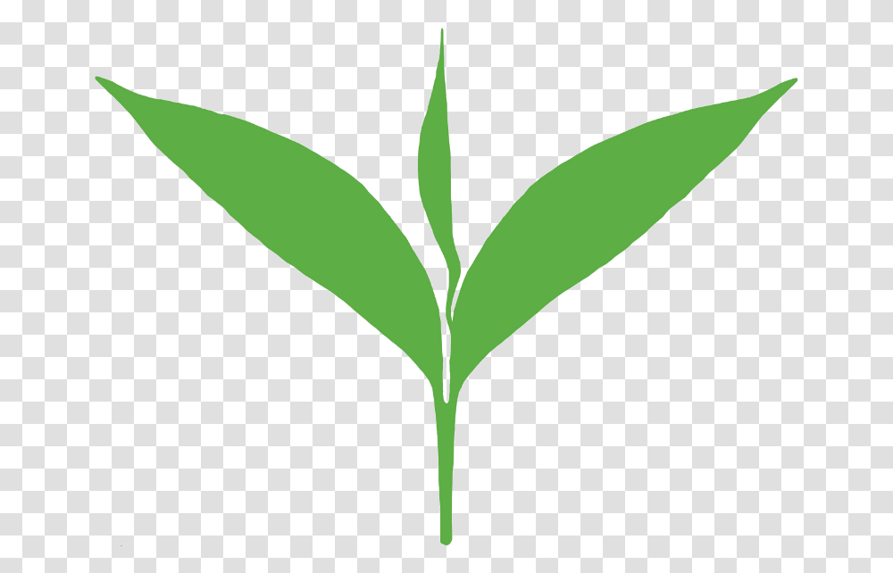 Clipart Leaves Green Tea Leaf Tea Leaf Clipart, Plant, Tree, Flower, Blossom Transparent Png