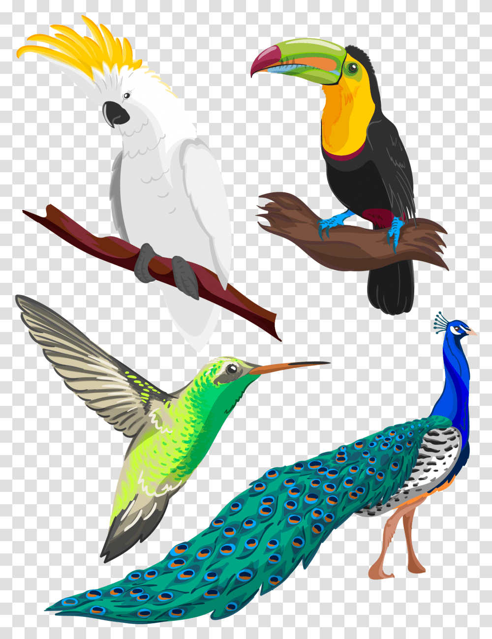 Тропические птицы вектор
