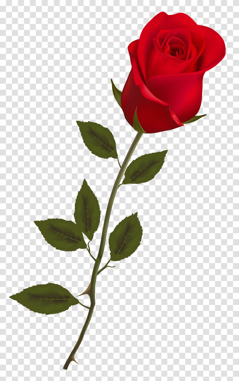 Clipart Long Rose Stem, Flower, Plant, Blossom Transparent Png