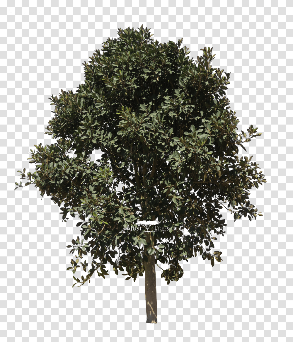 Clipart Mango Tree Baum Auf Weiem Hintergrund Transparent Png