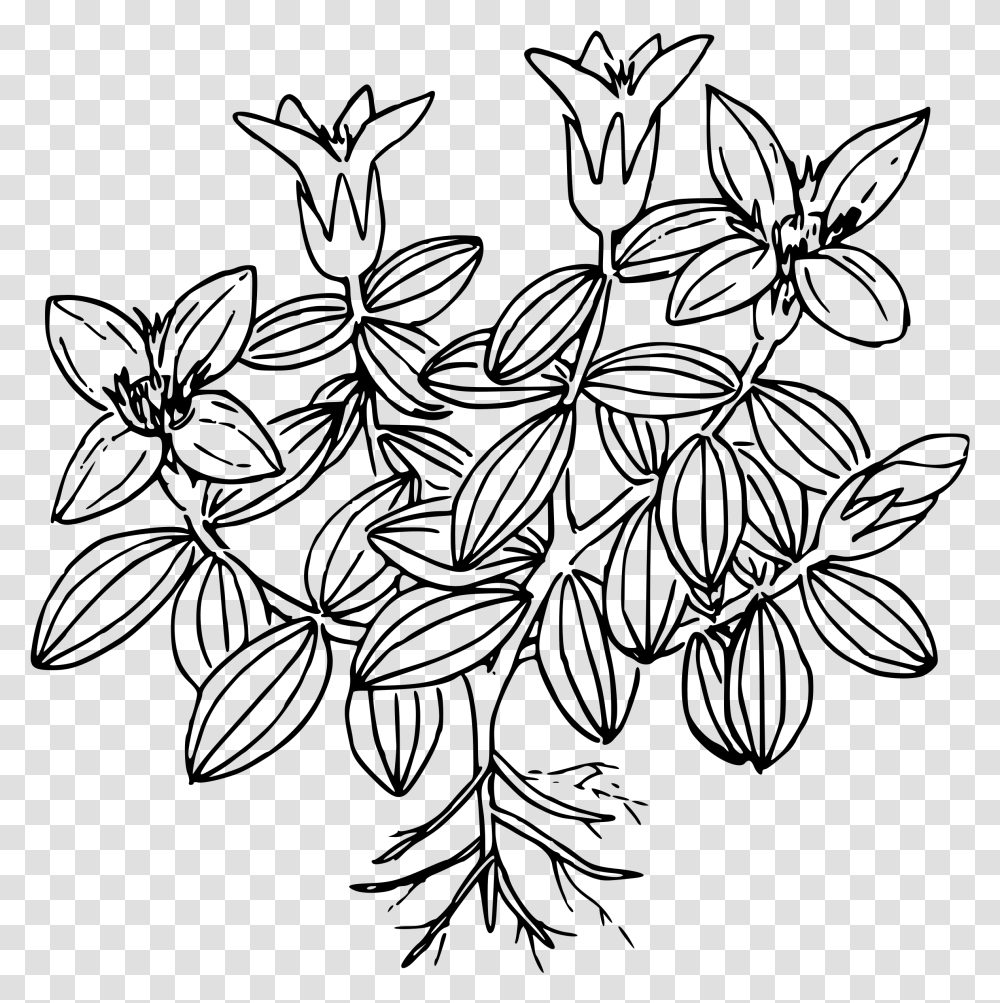 Clipart Moss Plant Colouring Pages, Gray, World Of Warcraft Transparent Png