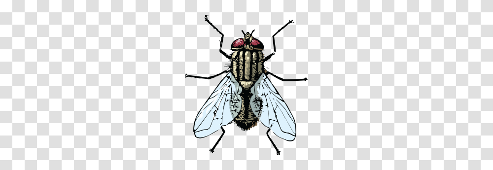 Clipart Of A Fly Banner Library Library Blow Fly, Insect, Invertebrate, Animal, Butterfly Transparent Png