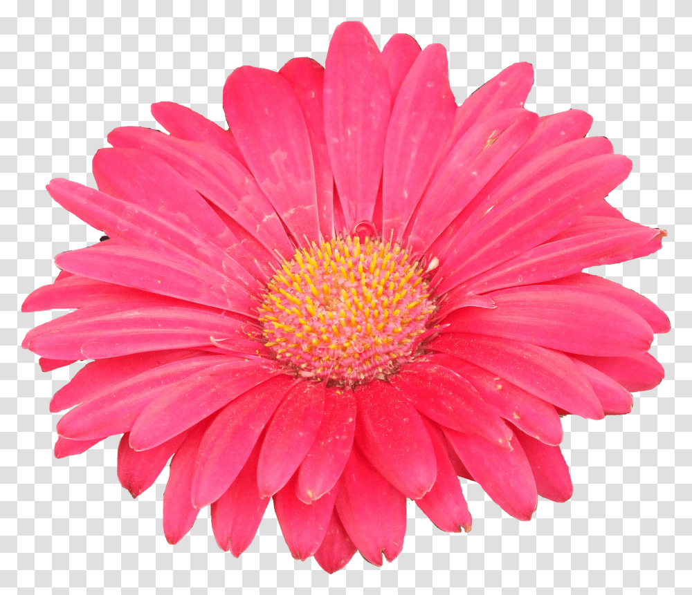 Clipart Of Aster Flower Transparent Png