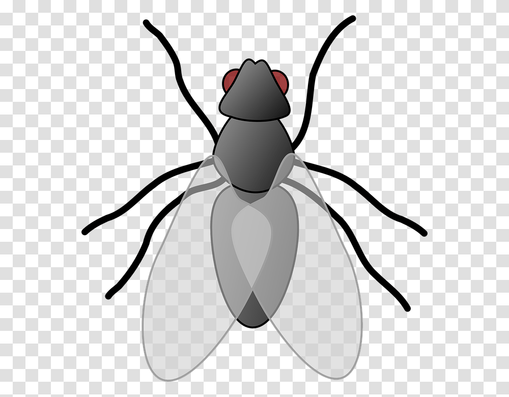 Clipart Of Fly, Insect, Invertebrate, Animal Transparent Png