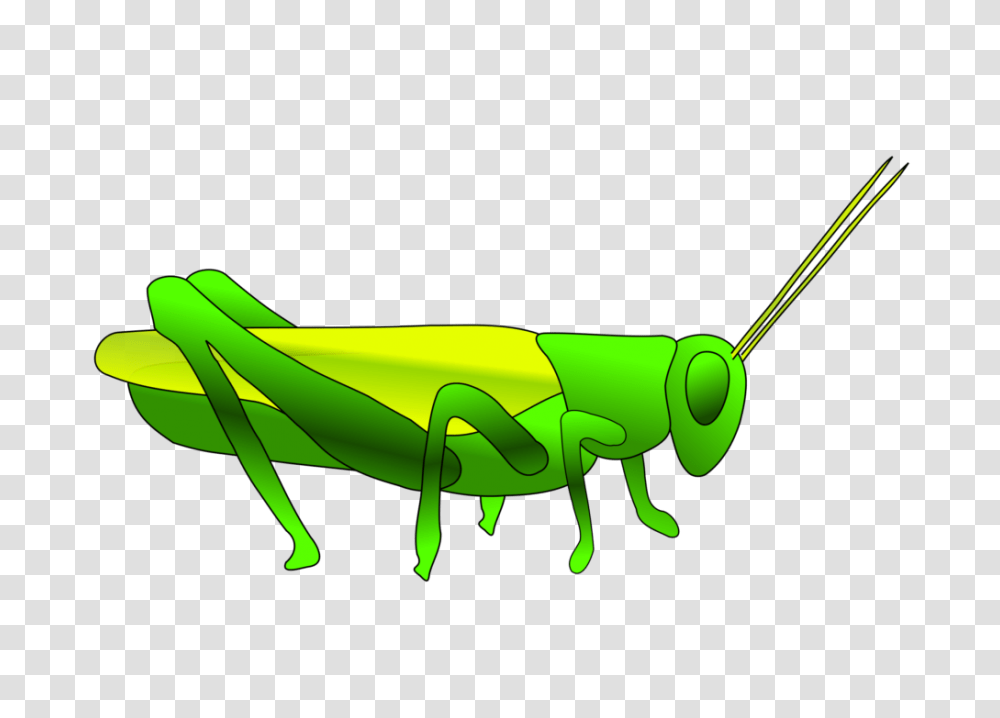 Clipart Of Grasshopper Winging, Insect, Invertebrate, Animal, Grasshoper Transparent Png