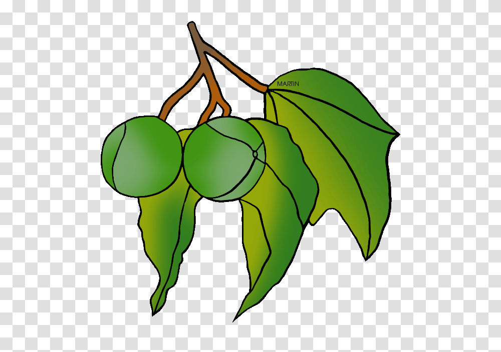 Clipart Of Hawaiis State Tree, Plant, Leaf, Fruit, Food Transparent Png