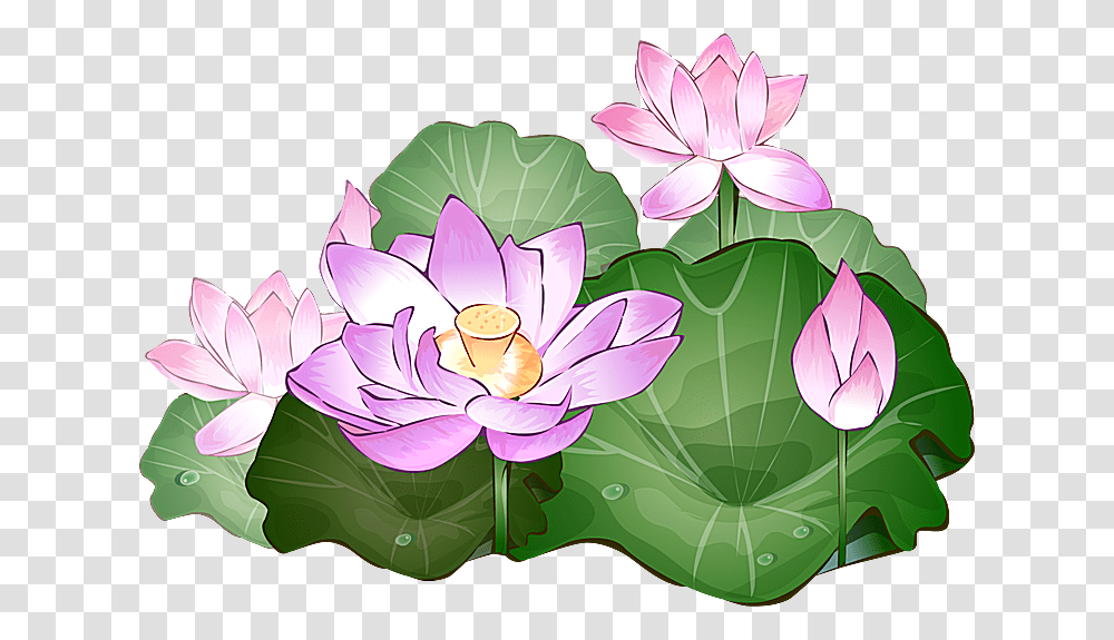 Clipart Of Lotus Collection, Plant, Flower, Blossom, Lily Transparent Png