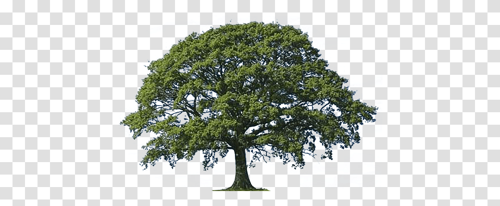 Clipart Of Oak Tree Bark Live Oak Tree Clipart, Plant, Sycamore, Tree Trunk, Fir Transparent Png