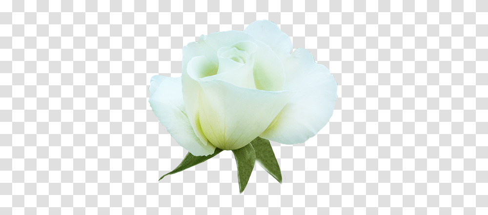 Clipart Of Valentine Day Roses, Flower, Plant, Blossom, Petal Transparent Png