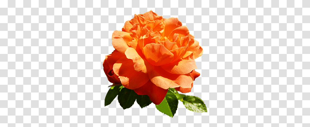 Clipart Of Valentine Day Roses Orange Roses Clipart, Flower, Plant, Blossom, Petal Transparent Png