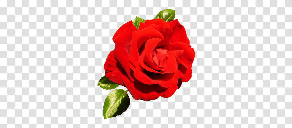 Clipart Of Valentine Day Roses Rose Valentine, Flower, Plant, Blossom, Petal Transparent Png