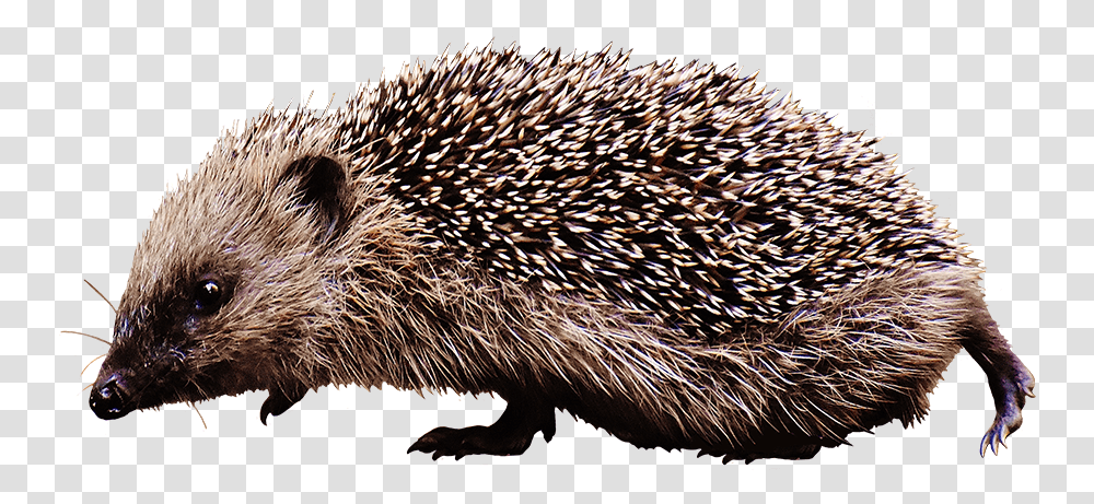 Clipart Of Walking Hedgehog Hedgehog Clipart, Mammal, Animal, Bird, Porcupine Transparent Png