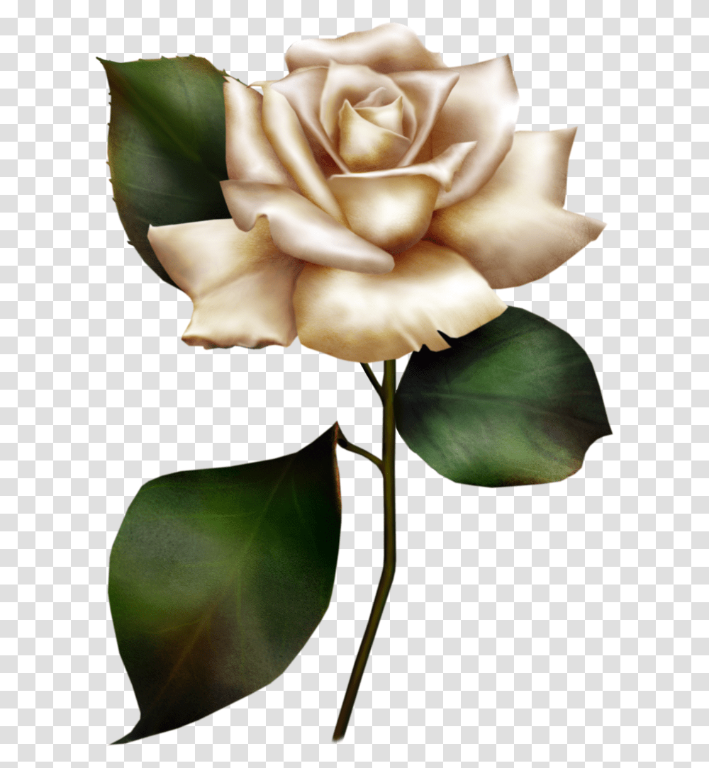 Clipart Of White Roses, Plant, Flower, Blossom, Petal Transparent Png