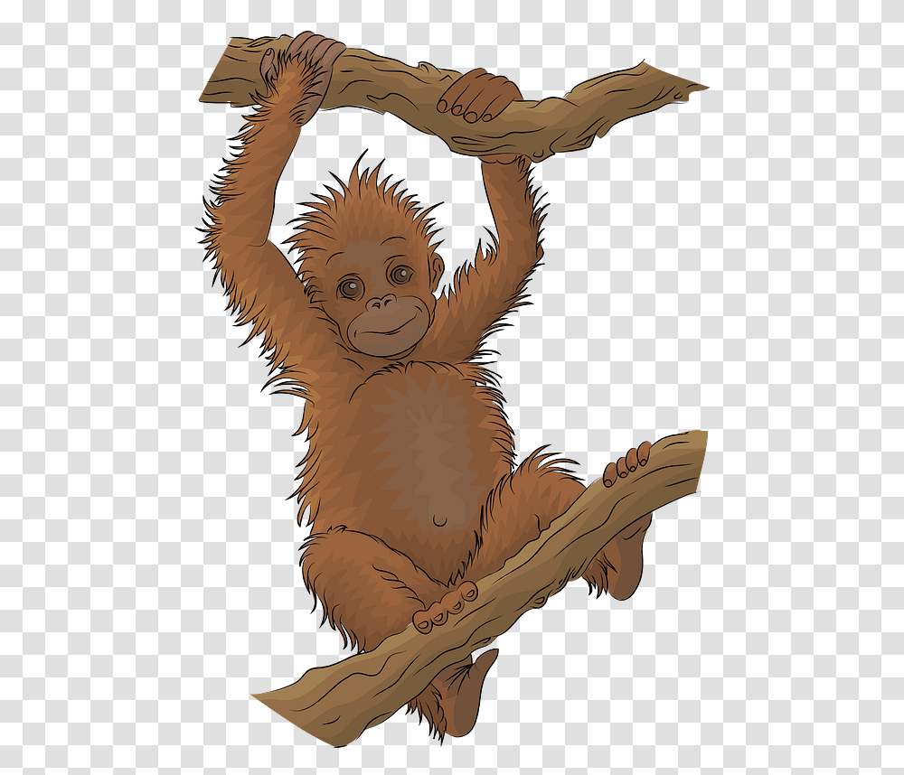 Clipart Orangutans Cartoon, Wildlife, Animal, Mammal, Sloth Transparent Png