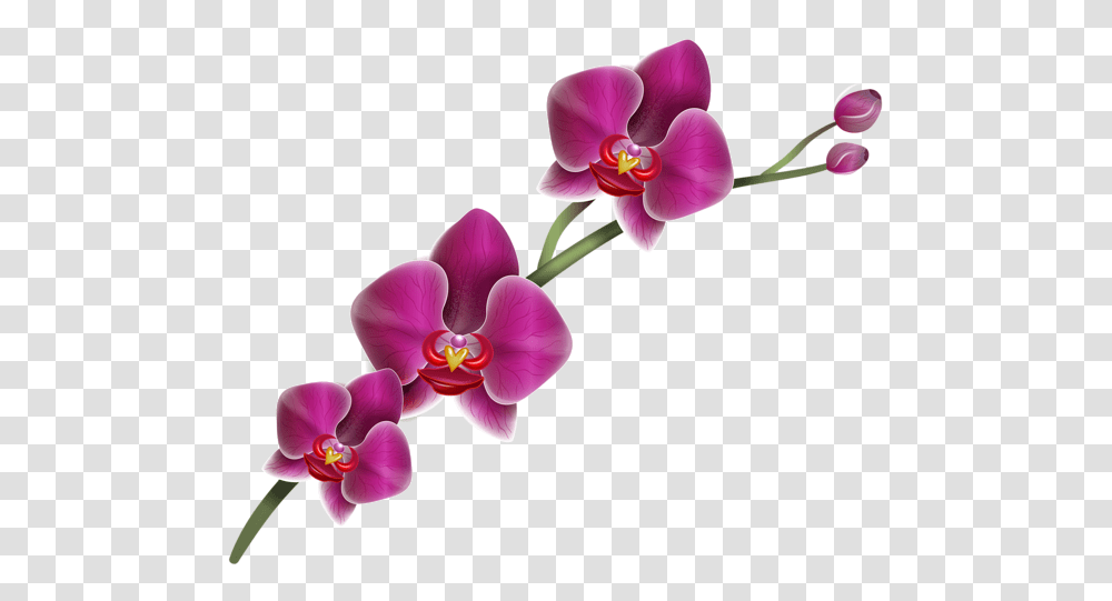 Clipart Orchid And Free, Plant, Flower, Blossom, Geranium Transparent Png