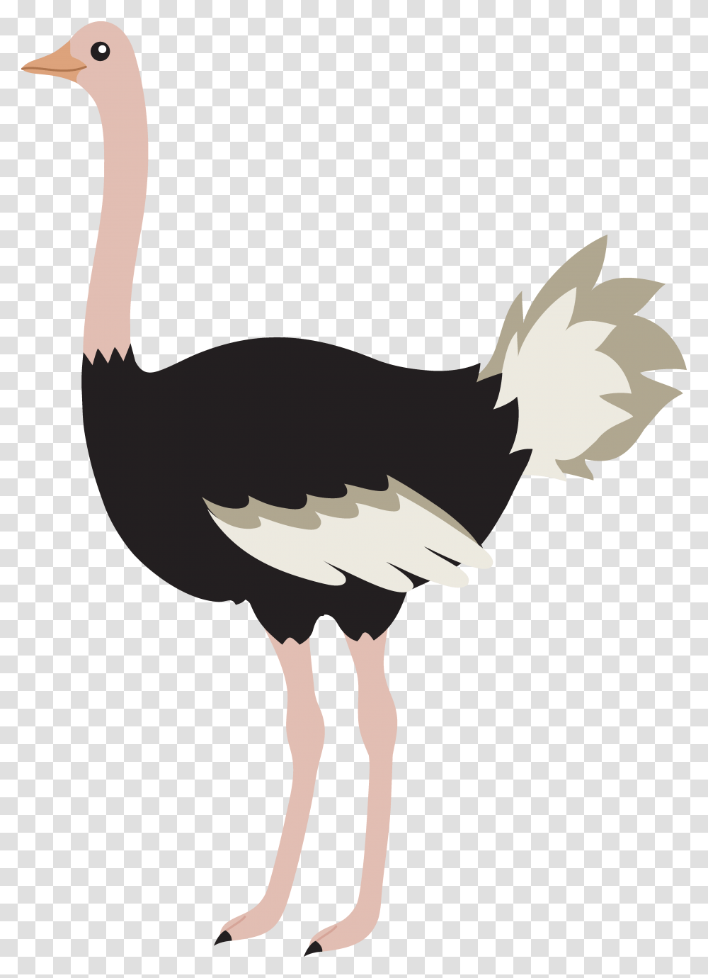 Clipart Ostrich, Bird, Animal Transparent Png