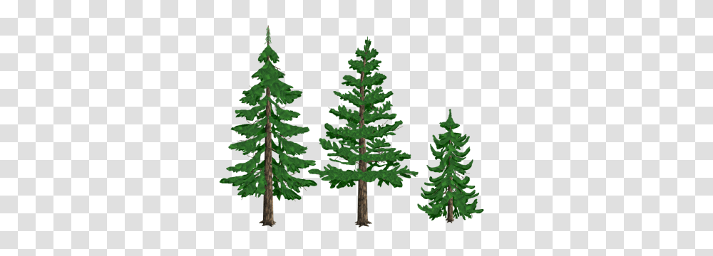 Clipart Pine Tree, Plant, Conifer, Fir, Abies Transparent Png