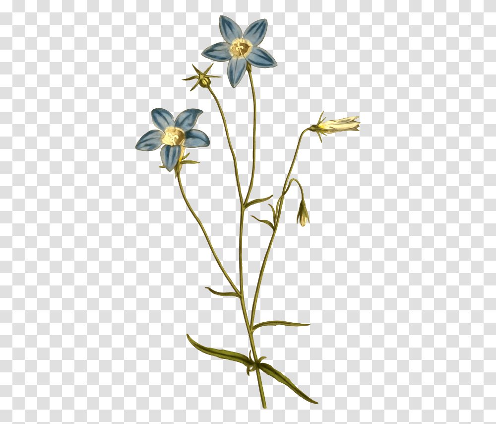 Clipart, Plant, Acanthaceae, Flower, Blossom Transparent Png