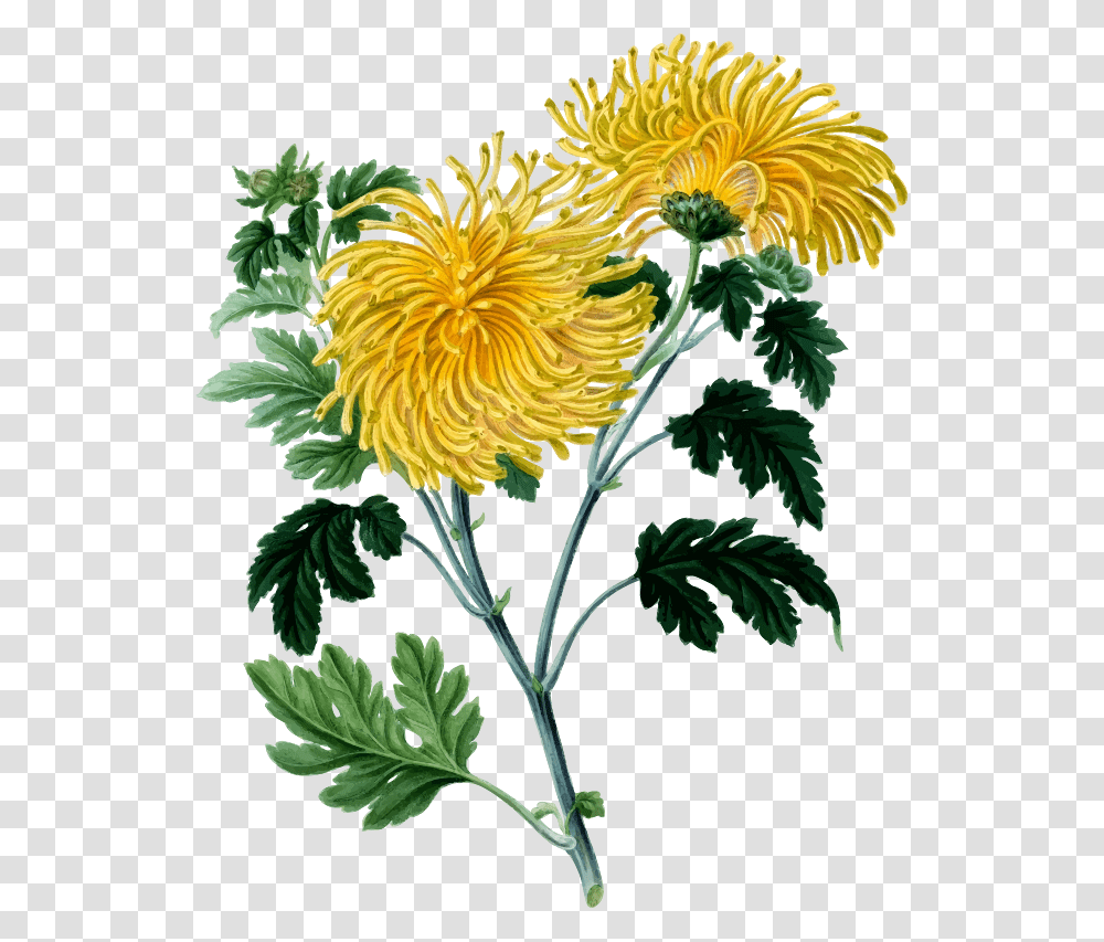 Clipart, Plant, Dahlia, Flower, Sunflower Transparent Png