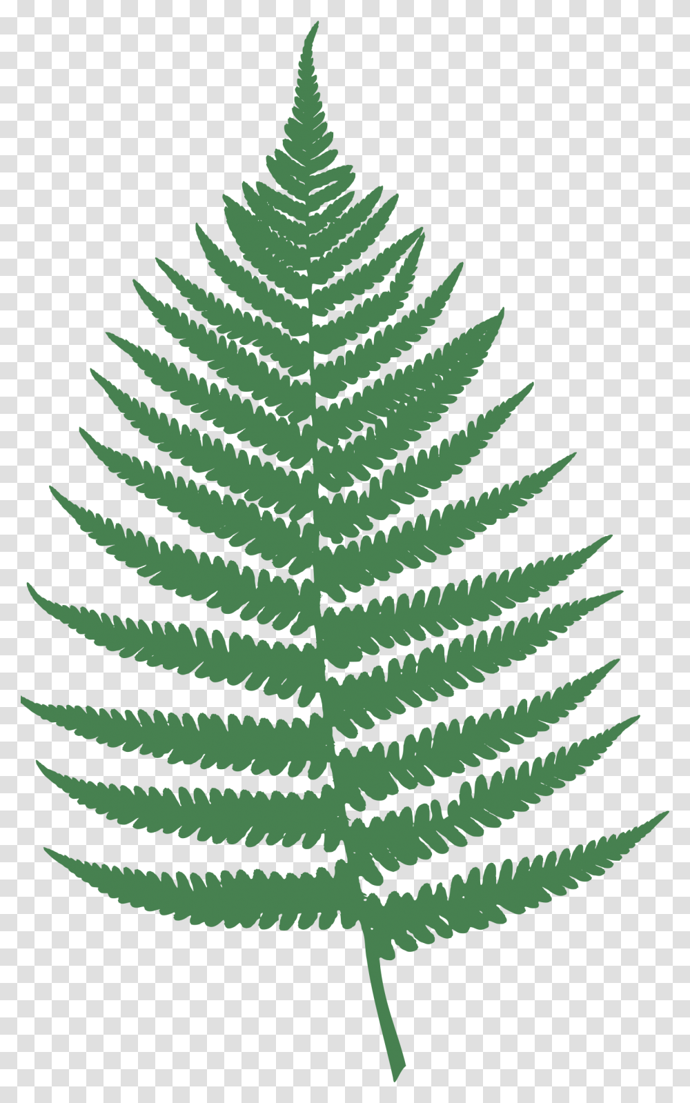 Clipart, Plant, Fern, Green, Christmas Tree Transparent Png