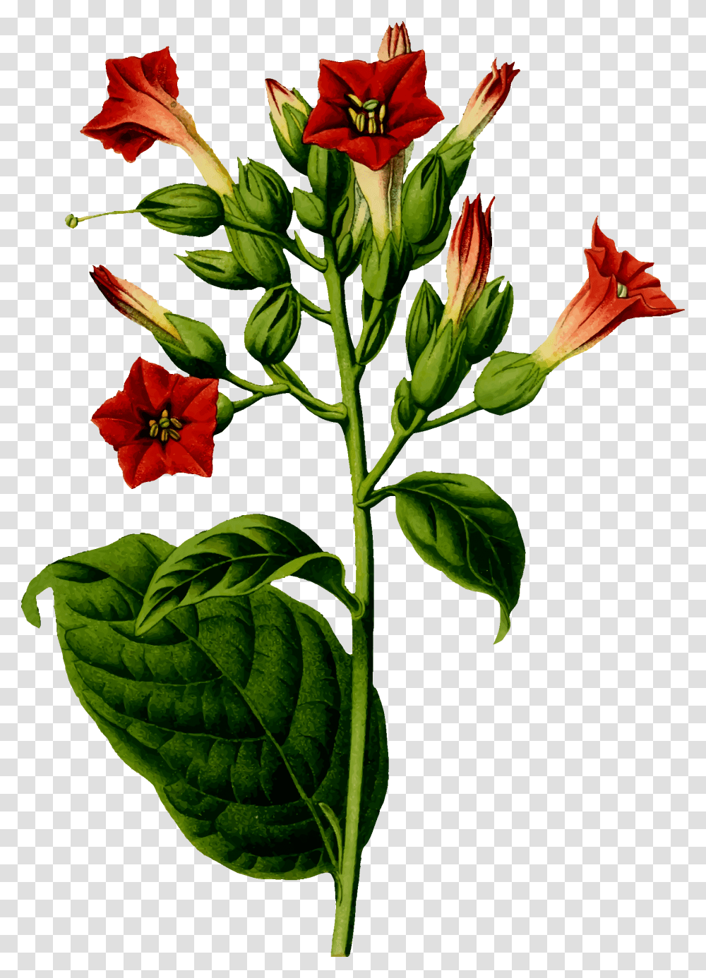 Clipart, Plant, Flower, Blossom, Acanthaceae Transparent Png