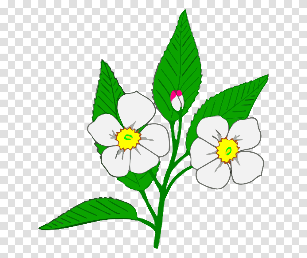 Clipart, Plant, Flower, Blossom, Anemone Transparent Png