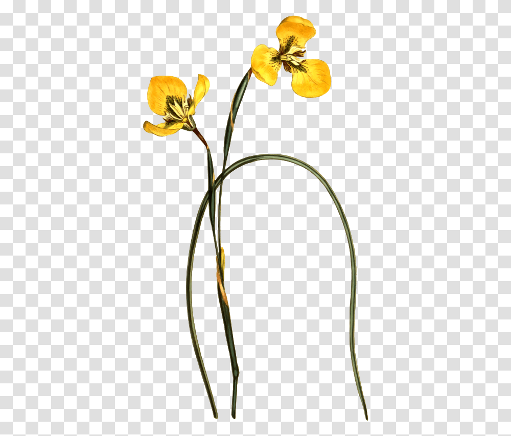 Clipart, Plant, Flower, Blossom, Bow Transparent Png