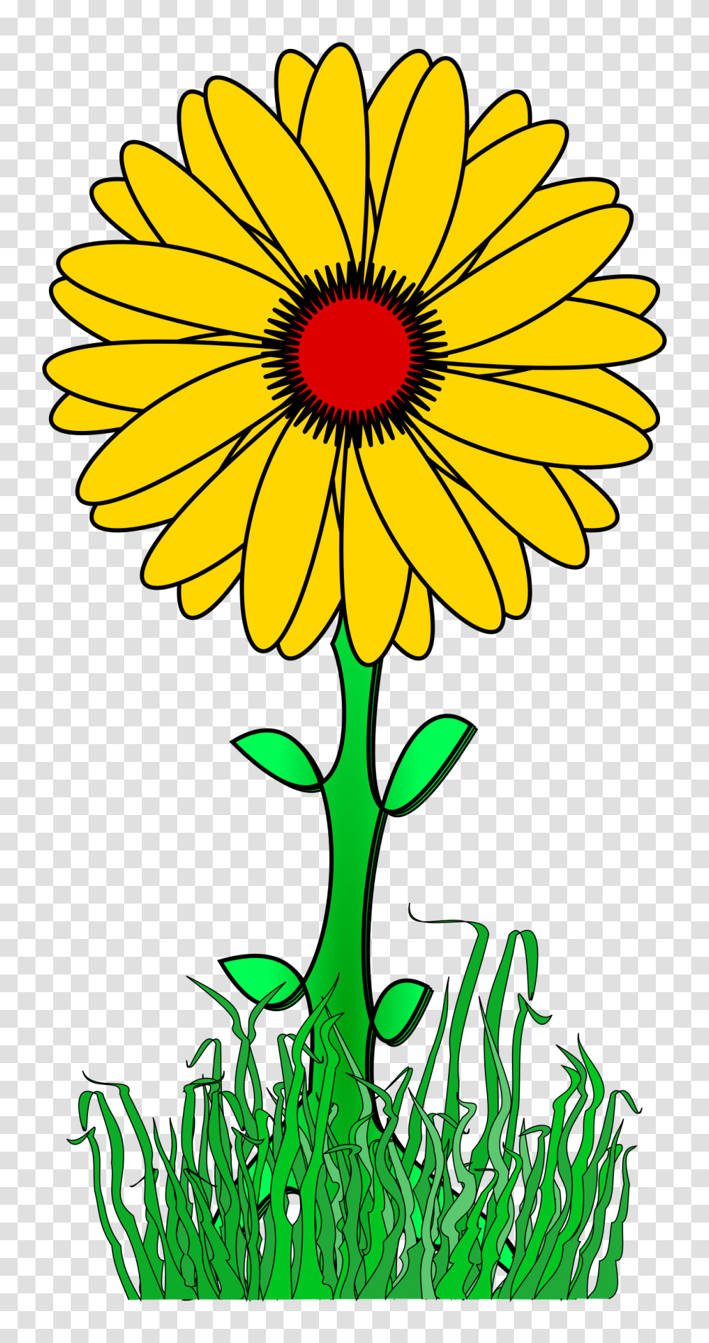 Clipart, Plant, Flower, Blossom, Daisy Transparent Png