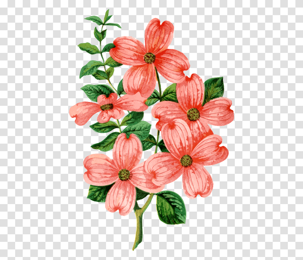 Clipart, Plant, Flower, Geranium, Petal Transparent Png