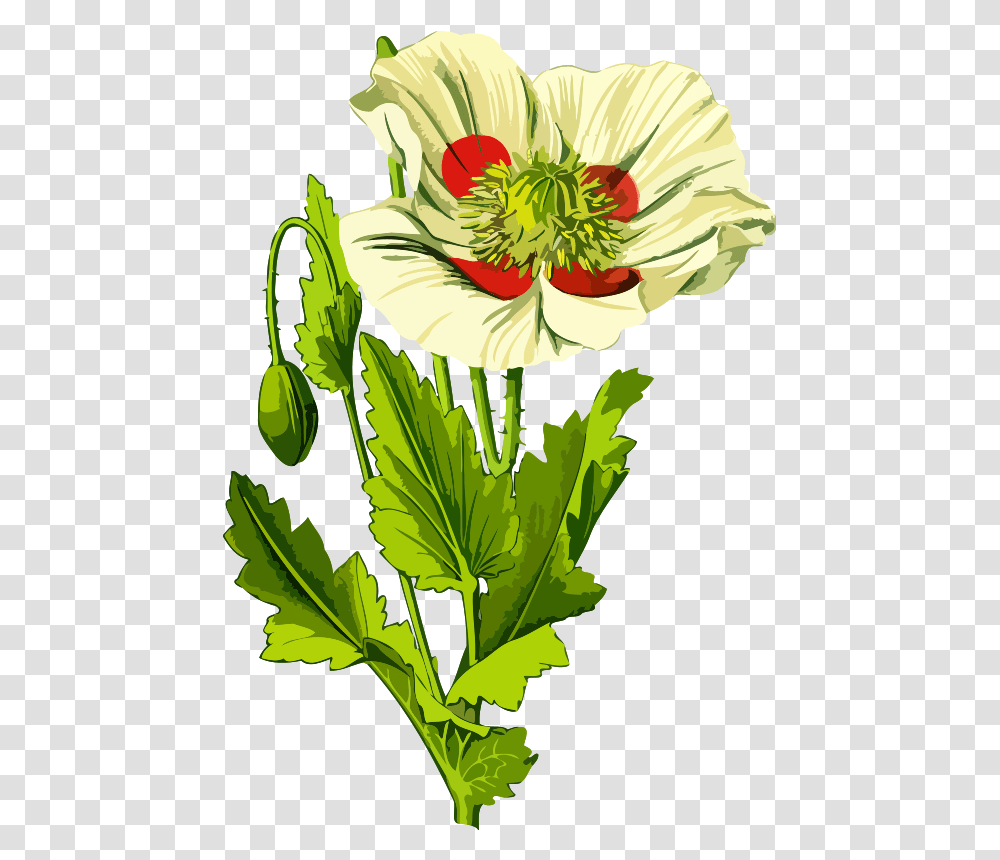 Clipart, Plant, Flower, Hibiscus, Pollen Transparent Png