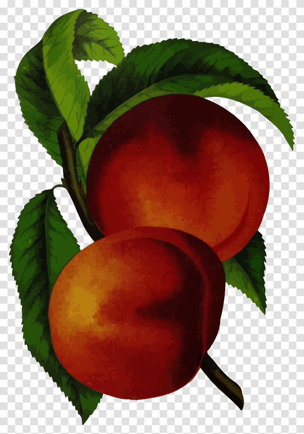 Clipart, Plant, Fruit, Food, Peach Transparent Png