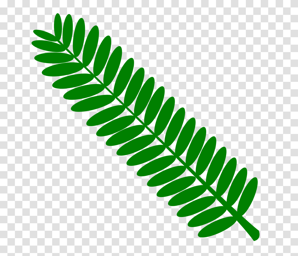 Clipart, Plant, Green, Leaf, Fern Transparent Png