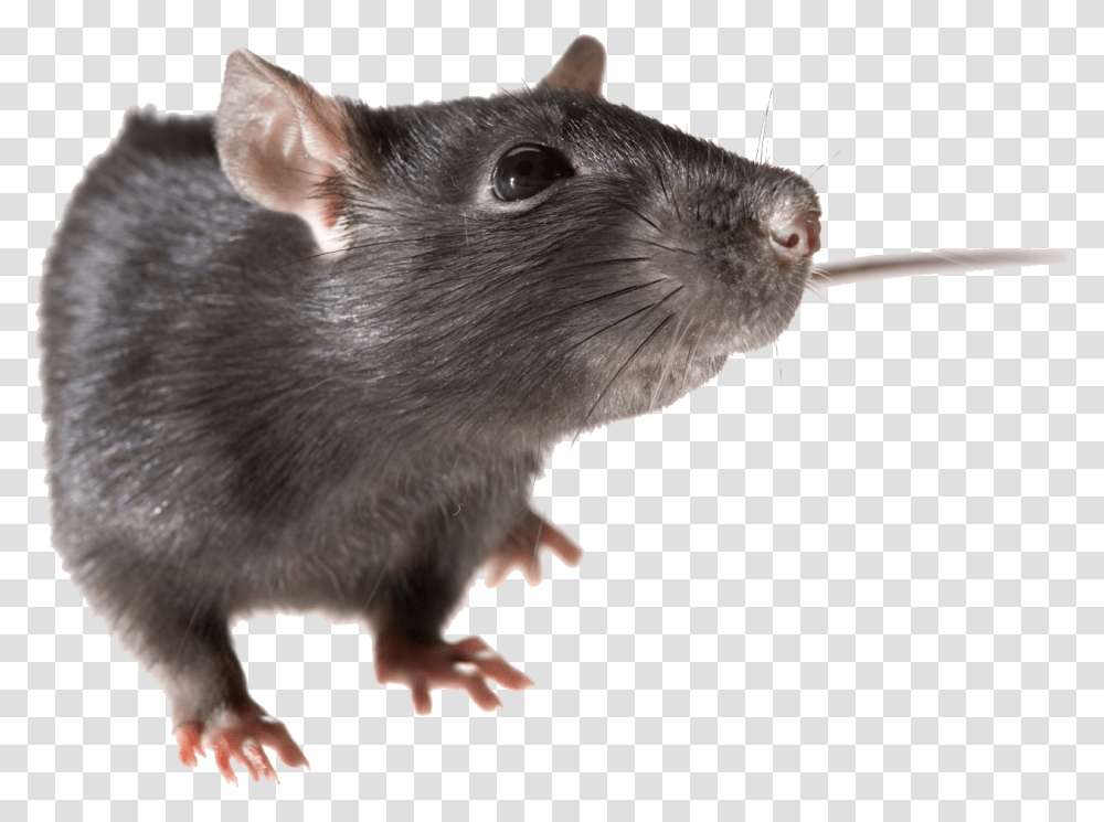 Clipart Rat Background Rat, Rodent, Mammal, Animal Transparent Png