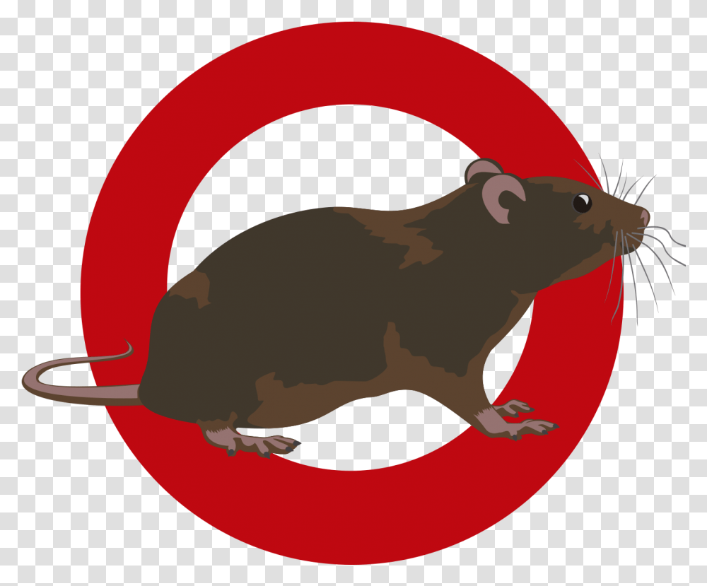 Clipart Rat Pest Control Mouse, Rodent, Mammal, Animal, Pet Transparent Png