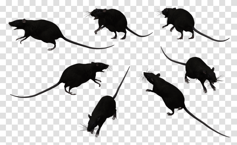 Clipart Rats Rats Clipart Black And White, Kangaroo, Mammal, Animal, Wildlife Transparent Png