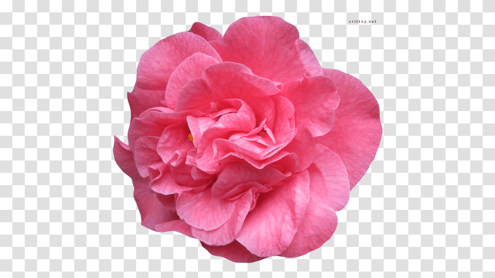 Clipart Real Flowers Istx Dl, Rose, Plant, Blossom, Geranium Transparent Png