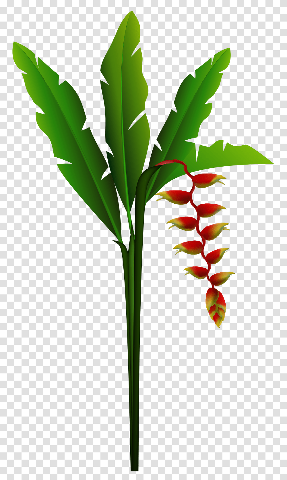 Clipart Red Tropical Flower Pictures, Plant, Flower Arrangement, Petal Transparent Png