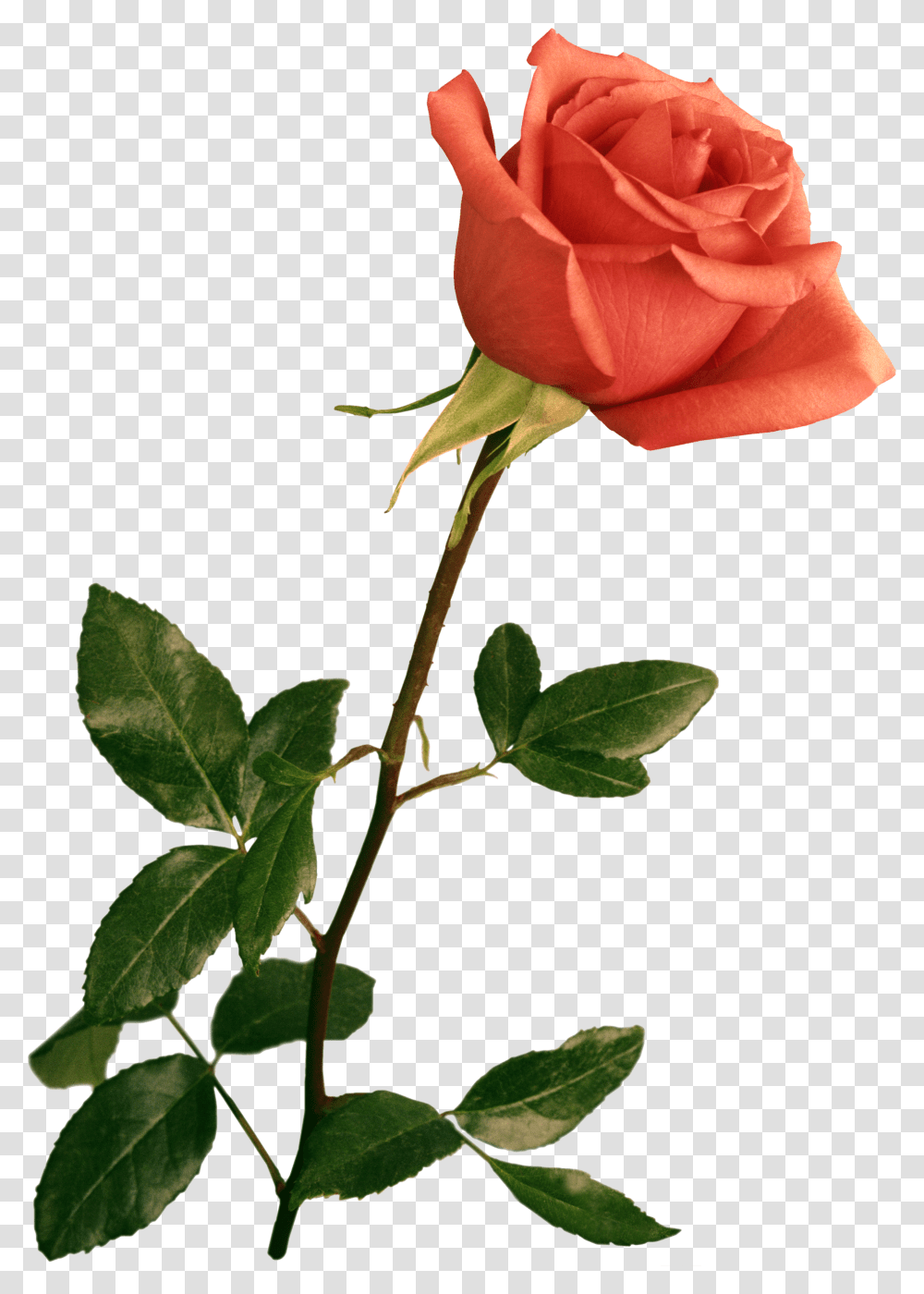 Clipart Resolution Flower For Photoshop, Rose, Plant, Blossom, Leaf Transparent Png