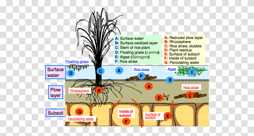 Clipart Rock Soil Structure Of Paddy Field, Vegetation, Plant, Outdoors Transparent Png