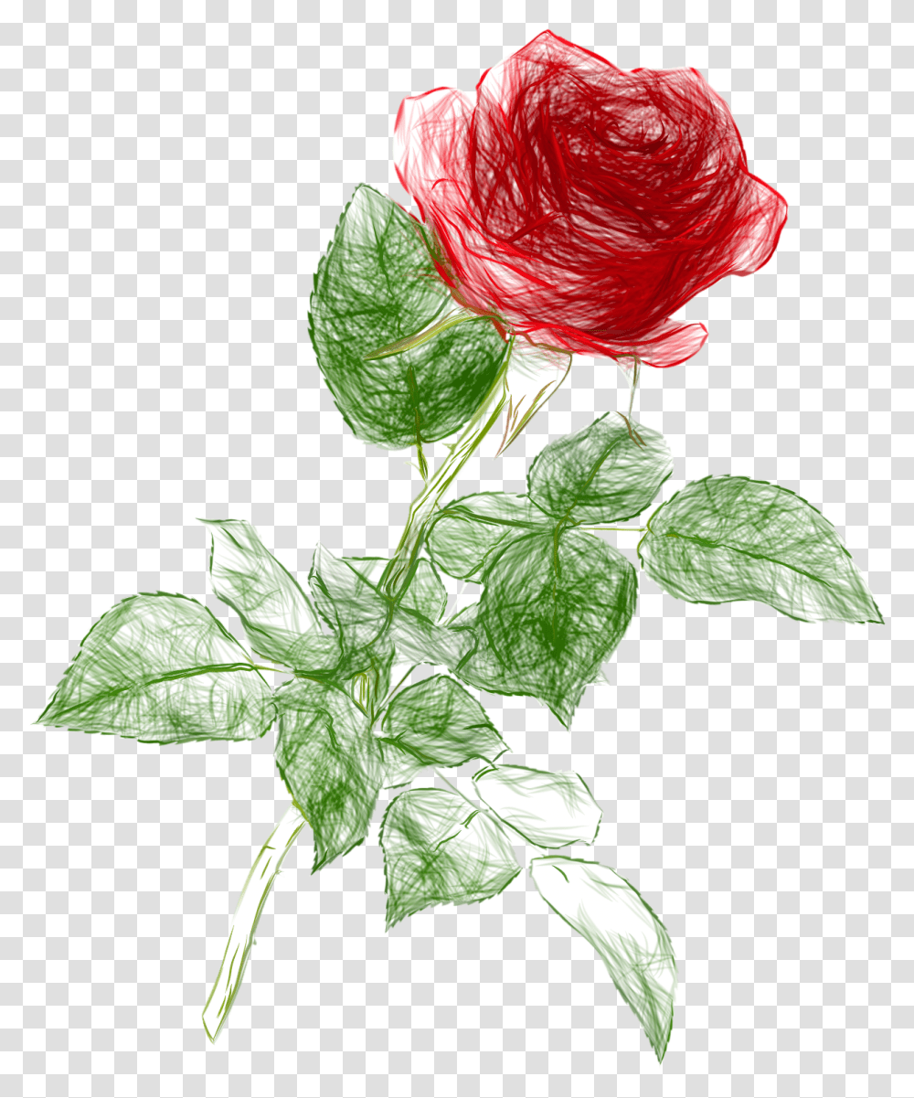 Clipart Roses Drawn Rose Drawing, Plant, Flower, Blossom, Leaf Transparent Png