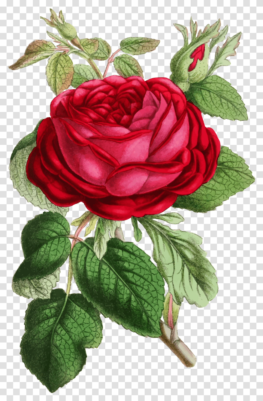 Clipart Roses Illustration Rose Illustration Vintage, Flower, Plant, Blossom, Geranium Transparent Png
