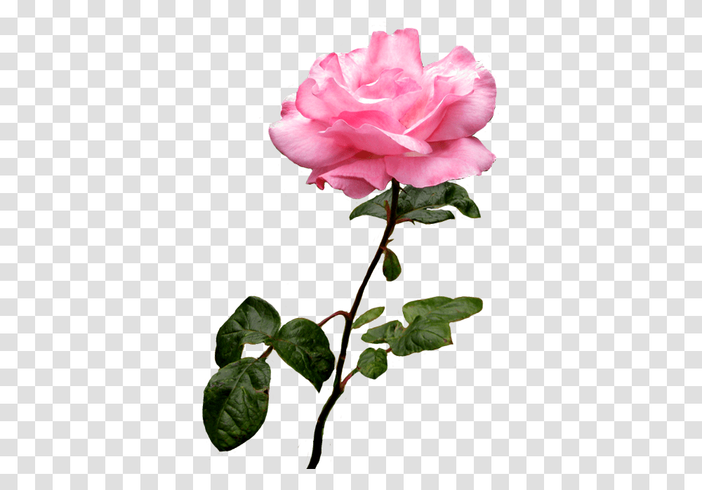 Clipart Roses Pink Rose Pink Rose Clip Art, Plant, Flower, Blossom, Acanthaceae Transparent Png