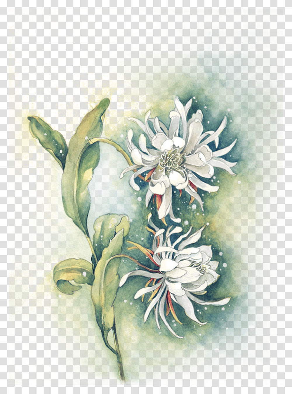 Clipart Royalty Free Edelweiss Drawing Watercolor Watercolor Wash Flower Painting, Floral Design, Pattern, Plant Transparent Png