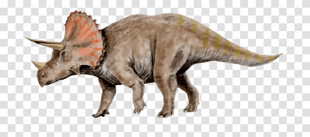 Clipart Skeleton Triceratops Clipart Triceratops, Animal, Dinosaur, Reptile, Mammal Transparent Png