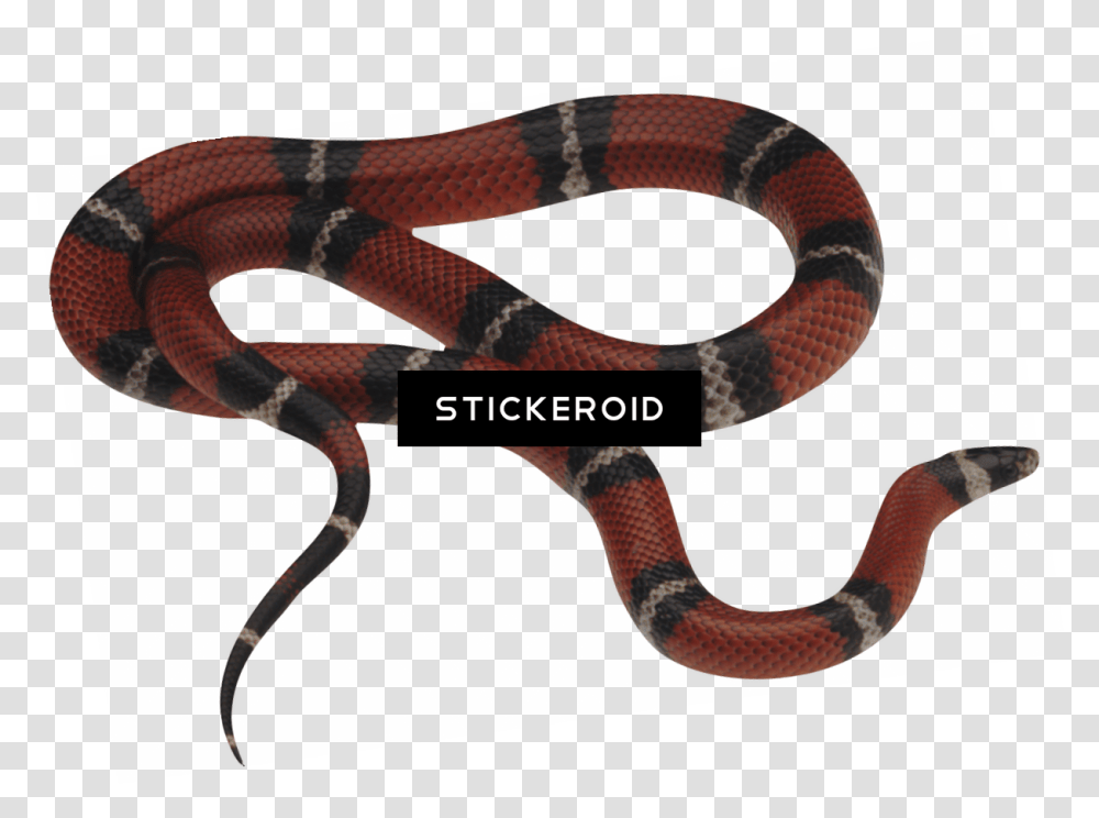 Clipart Snake, King Snake, Reptile, Animal Transparent Png