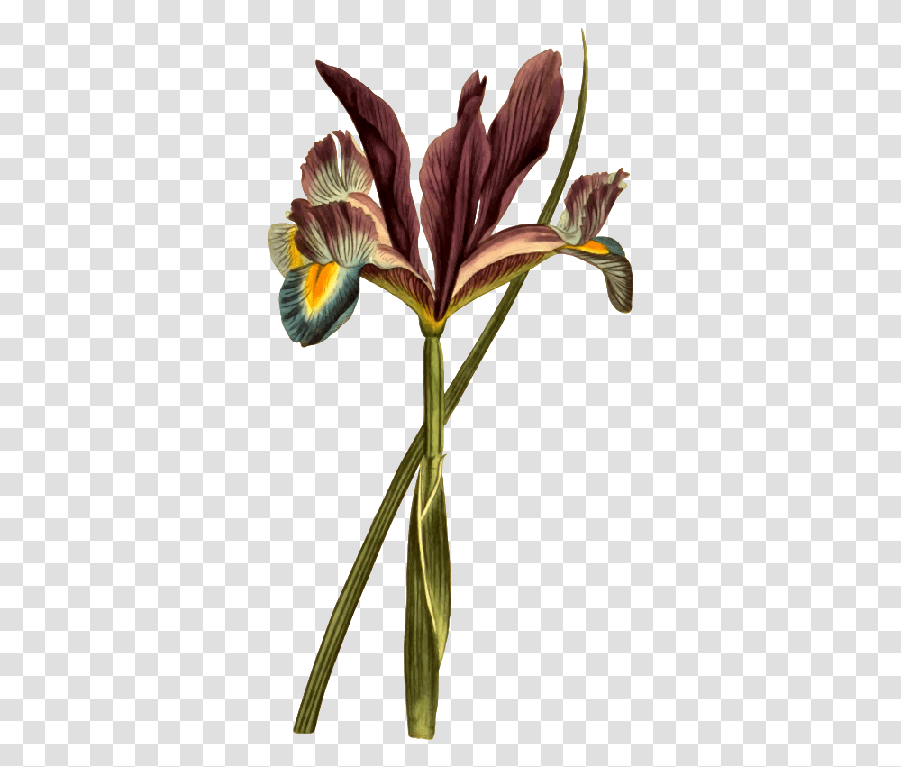 Clipart Spanish Flag Plant Clipart Potted Plant Botanical Illustration, Flower, Blossom, Bird, Animal Transparent Png