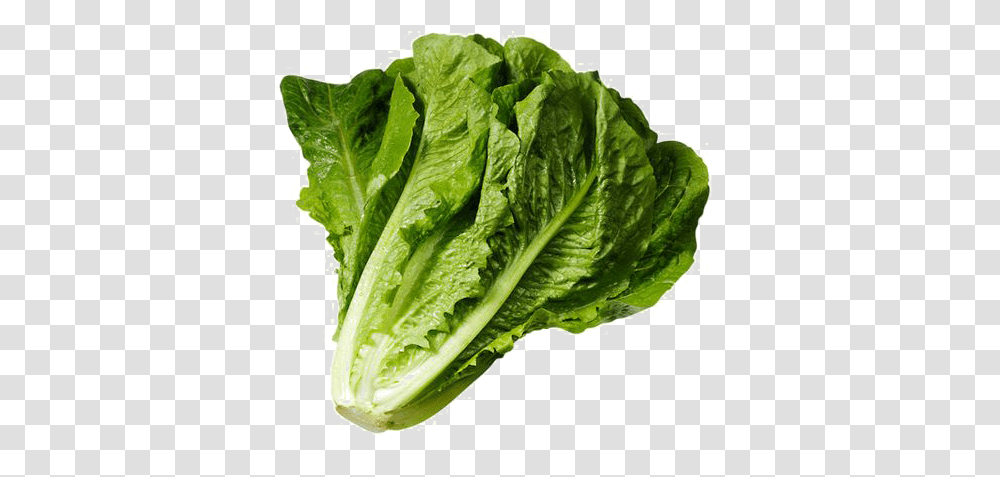 Clipart Spinach Lettuce, Plant, Vegetable, Food Transparent Png