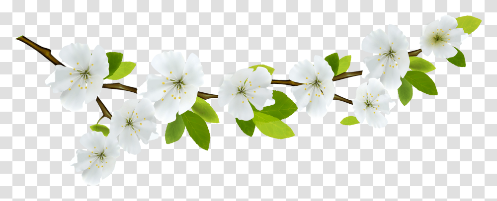 Clipart Spring Background Background White Flowers, Plant, Blossom, Petal, Pollen Transparent Png